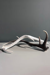 Deer Antler