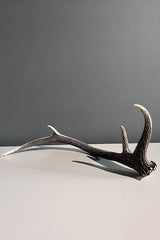 Deer Antler